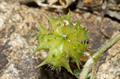 Tribulus terrestris